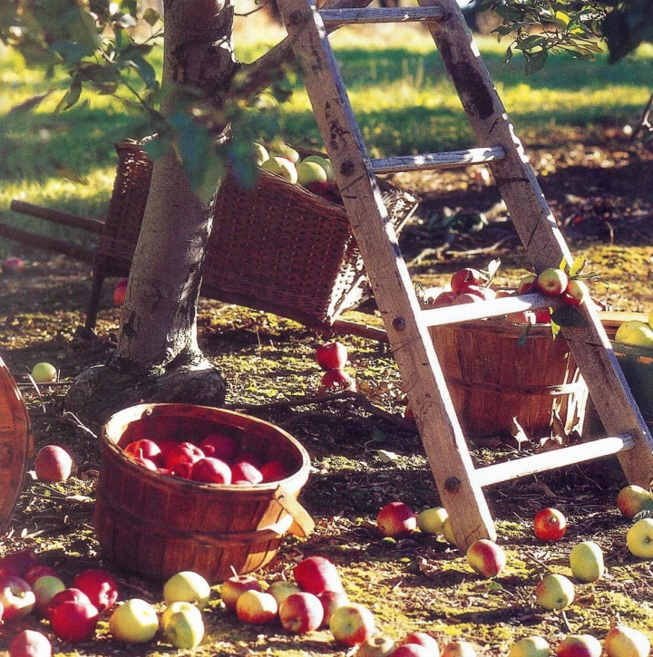 Apple Varieties Import From Turkey