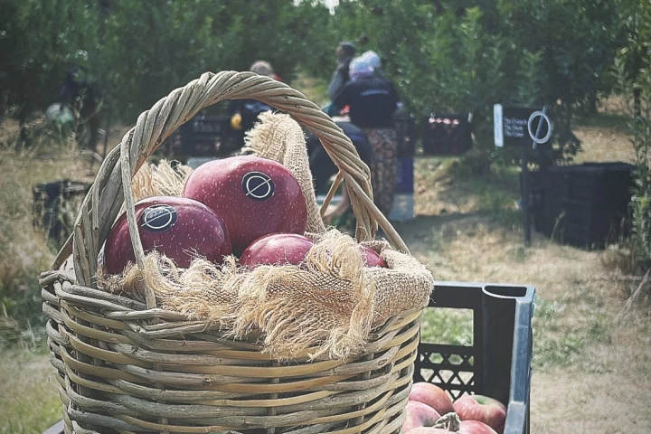 Turkey has increased its apple export by 185,000 tons in the last five years